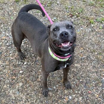 D26-078 Dolly (zero) -  Pit Bull Terrier Dog for Adoption - D26-078 Dolly (zero) | PetCurious