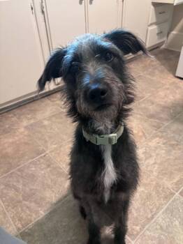 Meeko (Megan-fostered in TN) -  Standard Schnauzer and Affenpinscher Dog for Adoption in Brighton, Tennessee - Meeko (Megan-fostered In TN) | PetCurious