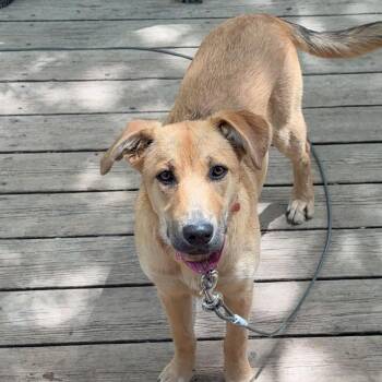 Black Mouth Cur Dogs Available for Adoption in Houston, Texas - Rosita- Belly Rub Princess | PetCurious