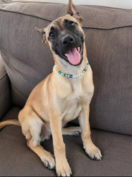 Sasha Malthi -  German Shepherd Dog Dog for Adoption in Houston, Texas - Sasha Malthi | PetCurious
