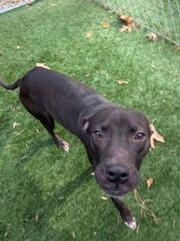 Rescue Mixed Breed Dogs for Adoption in Louisburg, North Carolina - Stifler | PetCurious