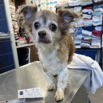 111061 -  Mixed Breed Dog for Adoption in Las Cruces, New Mexico - 111061 | PetCurious
