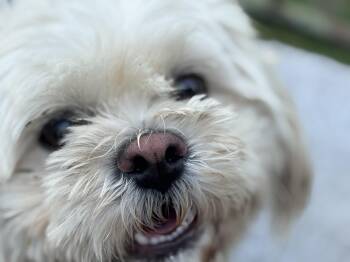 Rescue Pekingese and Poodle Dogs for Adoption in Bowie, Maryland - Coko | PetCurious