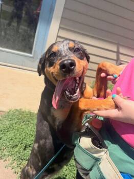 Misty -  Catahoula Leopard Dog Dog for Adoption in Bloomington, Indiana - Misty | PetCurious