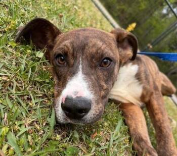 Plott Hound and Mountain Cur Dogs Available for Adoption in Washington, District Of Columbia - Pup Bittie | PetCurious