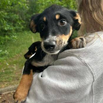 Australian Cattle Dog Blue Heeler Dogs Available for Adoption in Richmond, Virginia - Sadie | PetCurious