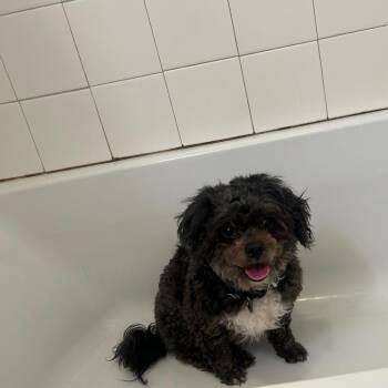 Mixed Breed Dogs Available for Adoption in Fredericksburg, Virginia - Max | PetCurious