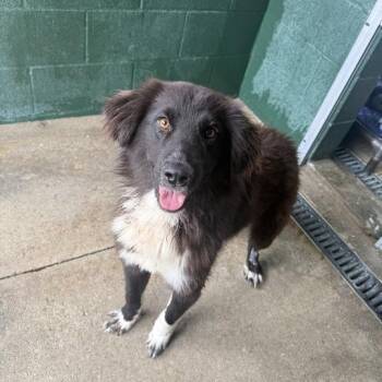 Australian Shepherd Dogs Available for Adoption in Carencro, Louisiana - Shaboozie | PetCurious