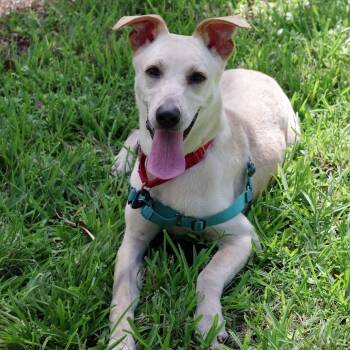 Puppy Stella -  Labrador Retriever and Mixed Breed Dog for Adoption in Miami, Florida - Puppy Stella | PetCurious