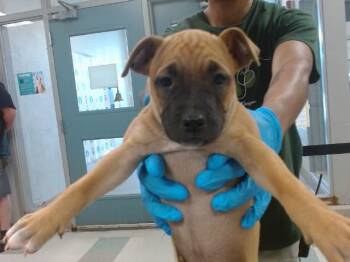 Black Mouth Cur and Mixed Breed Dogs Available for Adoption in Oklahoma City, Oklahoma - A473356 | PetCurious