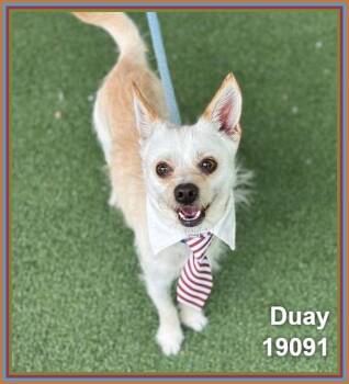 Chihuahua and Terrier Dogs Available for Adoption in Marietta, Georgia - DUAY | PetCurious