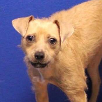 26-00730 -  Terrier Dog Available for Adoption in Fredericksburg, Virginia - 26-00730 | PetCurious