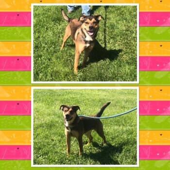 Shepherd Dogs Available for Adoption in Buckhannon, West Virginia - LOLA | PetCurious
