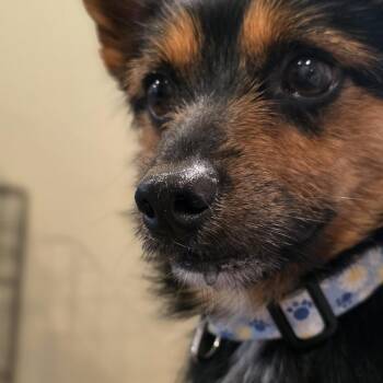 Benji -  Yorkshire Terrier and Mixed Breed Dog for Adoption in Glenfield, New York - Benji | PetCurious