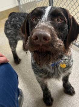 German Wirehaired Pointer Dogs Available for Adoption - Zain | PetCurious
