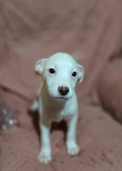 Terrier and Labrador Retriever Dogs Available for Adoption - Hawk | PetCurious