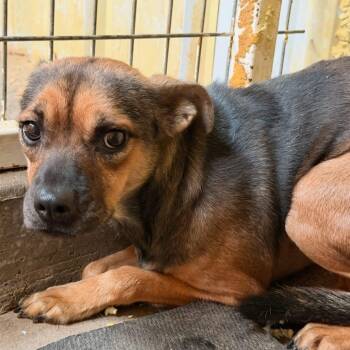 Maggie -  Australian Shepherd Dog for Adoption in Dripping Springs, Texas - Maggie | PetCurious