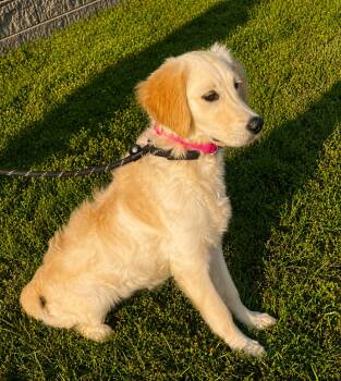 Skylar -  Labrador Retriever Dog for Adoption in Jay, New York - Skylar | PetCurious