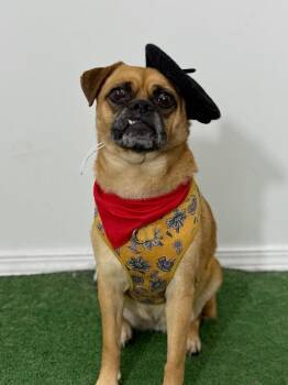 Pug and Mixed Breed Dogs Available for Adoption - Darla | PetCurious