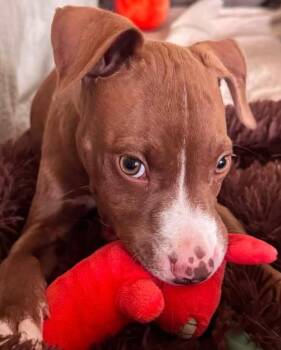 Dirt -  Pit Bull Terrier Dog for Adoption in Painesville, Ohio - Dirt | PetCurious