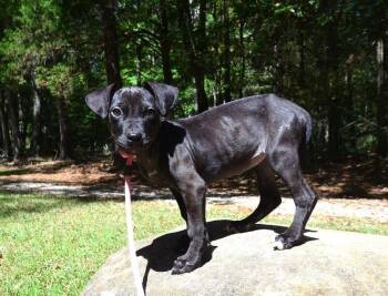 Ebony -  Pit Bull Terrier and Labrador Retriever Dog for Adoption in Willingboro, New Jersey - Ebony | PetCurious