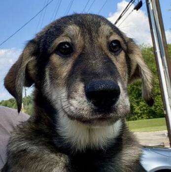 Parnell -  Shepherd Dog for Adoption in Glasgow, Kentucky - Parnell | PetCurious