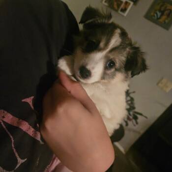 Cole -  American Eskimo Dog and Shetland Sheepdog Sheltie Dog for Adoption in Tomah, Wisconsin - Cole | PetCurious