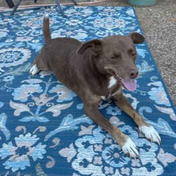 Lottie -  Australian Kelpie and Feist Dog for Adoption - Lottie | PetCurious
