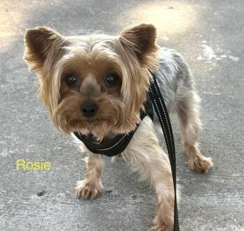 Rosie Lou -  Yorkshire Terrier Dog for Adoption in Covina, California - Rosie Lou | PetCurious