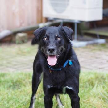 Sugar Bear -  Husky and Border Collie Dog for Adoption in La Grange, Kentucky - Sugar Bear | PetCurious