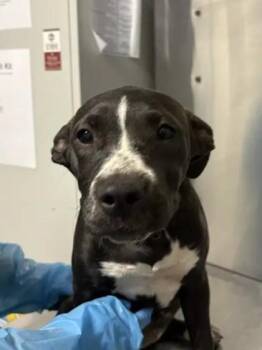 Gadget -  Pit Bull Terrier and Mixed Breed Dog for Adoption in Fresno, California - Gadget | PetCurious
