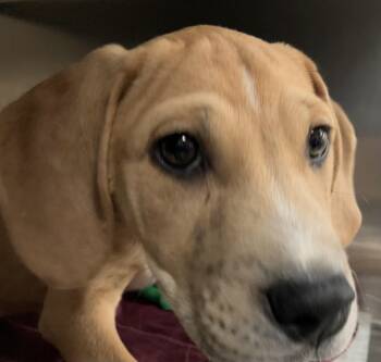 Billy -  Mountain Cur Dog for Adoption in Parma, Ohio - Billy | PetCurious