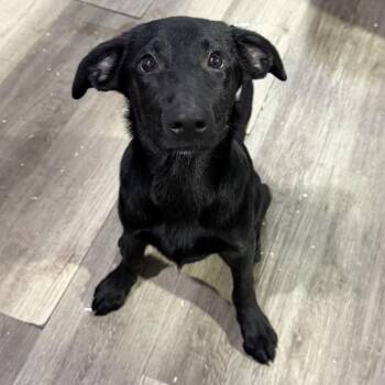 Galena -  Black Labrador Retriever and Mixed Breed Dog for Adoption in Wappingers Falls, New York - Galena | PetCurious