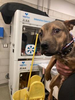 Mixed Breed Dogs Available for Adoption - DAVIES | PetCurious