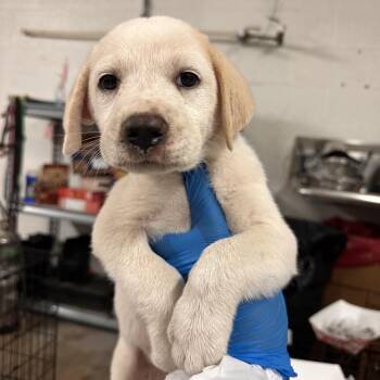 Mixed Breed Dogs Available for Adoption in Edinburg, Texas - Daisy Duck | PetCurious