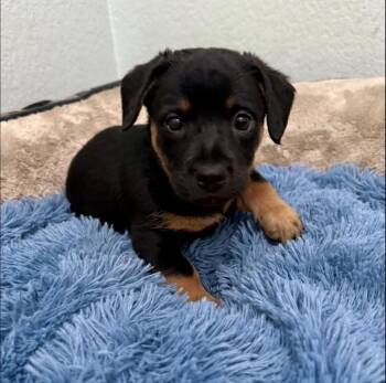 Chihuahua and Terrier Dogs Available for Adoption - Andy | PetCurious