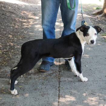 Border Collie Dogs Available for Adoption in Richmond, California - WINTER | PetCurious