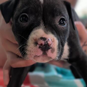 Mixed Breed Dogs Available for Adoption in Alma, Michigan - Angelica (Rugrats Pups) | PetCurious