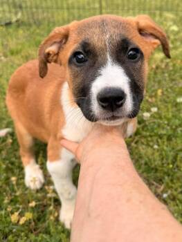 English Bulldog Dogs Available for Adoption - Audrey | PetCurious