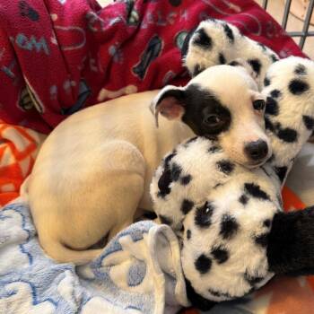 Chihuahua Dogs Available for Adoption - Washington | PetCurious