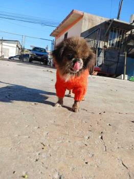 Pekingese and Mixed Breed Dogs Available for Adoption - Julieta | PetCurious