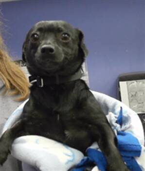 Chihuahua and Mixed Breed Dogs Available for Adoption - PC | PetCurious