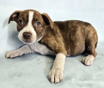 Tiana -  Australian Shepherd and Mixed Breed Dog for Adoption in Morton Grove, Illinois - Tiana | PetCurious