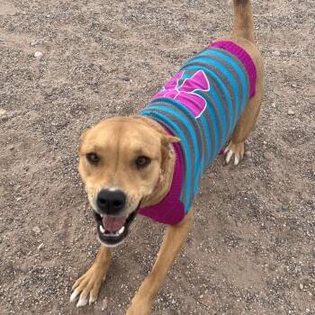 Rescue Mixed Breed Dogs for Adoption in Las Cruces, New Mexico - Goldie | PetCurious
