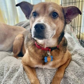 Ireland -  German Shepherd Dog Dog for Adoption in Springfield, Missouri - Ireland | PetCurious