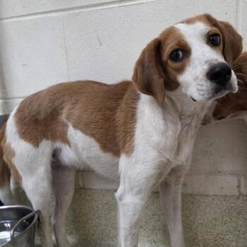 Laffy -  Beagle and Hound Dog for Adoption in Windsor, Virginia - Laffy | PetCurious