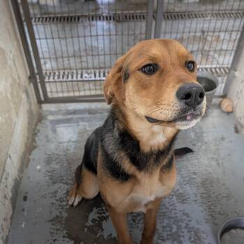 192587 LOOKING FOR OWNER -  Shepherd Dog for Adoption in Ravenna, Ohio - 192587 LOOKING FOR OWNER | PetCurious