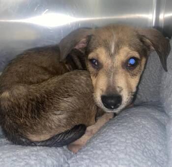Shepherd and Mixed Breed Dogs Available for Adoption in Lockhart, Texas - Pickle | PetCurious