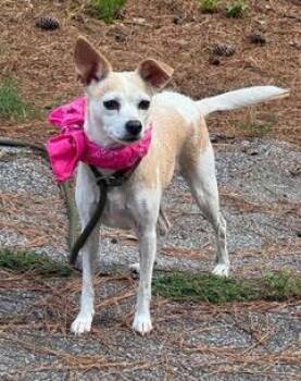 Lil Bit -  Chihuahua Dog for Adoption in Shillington, Pennsylvania - Lil Bit | PetCurious