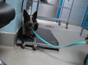 CHIQUITA -  Australian Cattle Dog Blue Heeler and Mixed Breed Dog for Adoption in Albuquerque, New Mexico - CHIQUITA | PetCurious